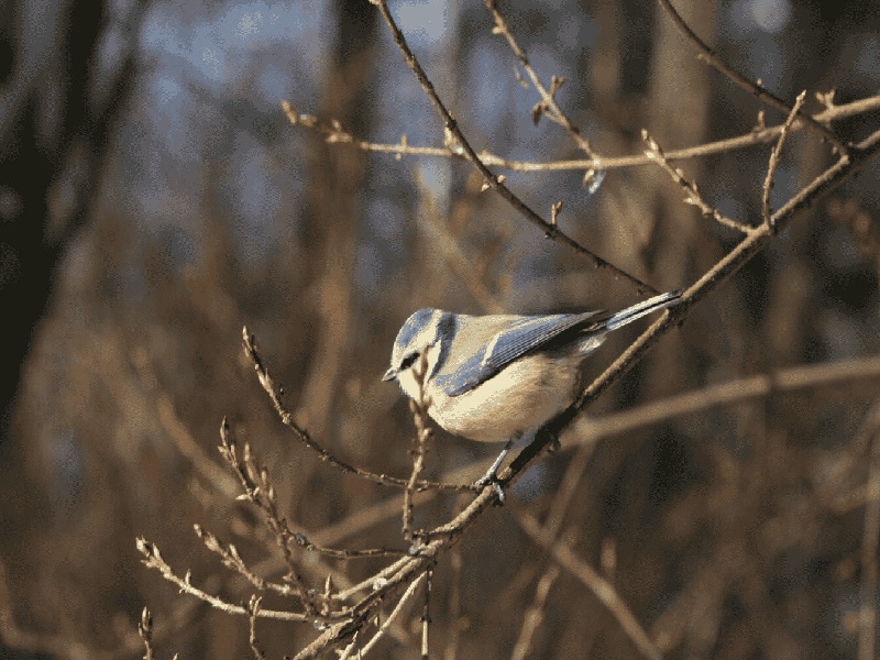 试管不要双胞胎,试管药漏吃