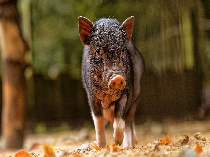 海外 试管 法律风险,试管三代简写